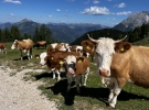 Krvavec, takole so pozirali Bojanu